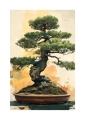 Plakat Drzewko bonsai I passe-partout