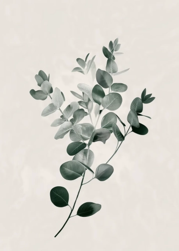 Plakat Gałązka i liście II