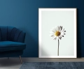 Plakat Biały kwiat w niebieskim wnętrzu
