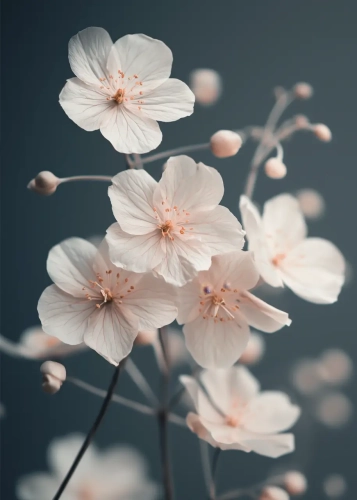 Plakat Kwiaty jak ze zdjęcia III