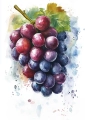 Plakat Grapes I bez napisu