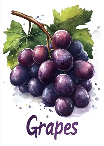Plakat Grapes II