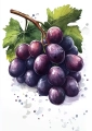 Plakat Grapes II bez napisu